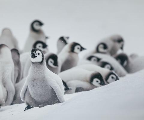 5 top places to see penguins in the wild
