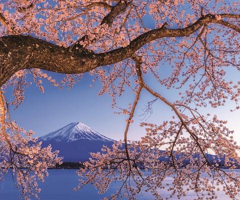 Japan's iconoc Mt Fuji is a hightlight of the programme (Credit: Scenic Luxury Cruises and Tours)