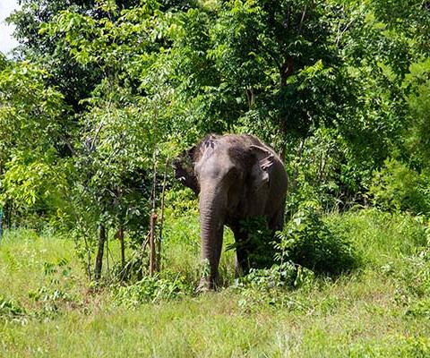 ‘When it comes to animal welfare in tourism, the onus is on us to do the right thing’