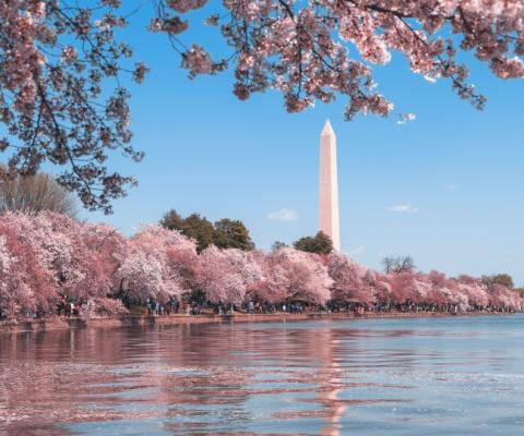 The city dazzles in cherry blossom season (Credit: Andy He / Unsplash)