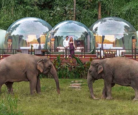 WEBElephants_around_Jungle_Bubble_Lodge_1_METhumb.jpg