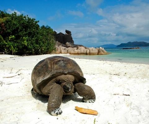 Seychelles tortoise