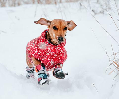 Dogs can join their owners on holiday with PetsPyjamas Credit: Unsplash
