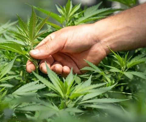 (Credit: Crystalweed / Unsplash)