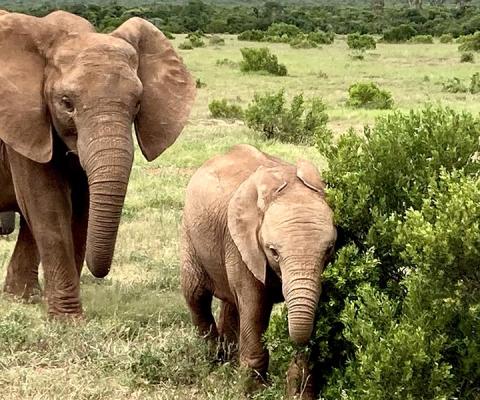 Elephants South Africa © Sara Macefield