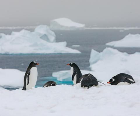 Cuverville excursion main