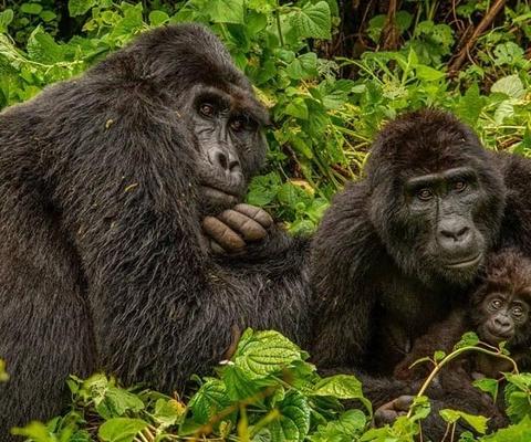 Silverback_female_and_baby_gorilla_of_Mubare_Group_MPreview._Photo_b.jpeg