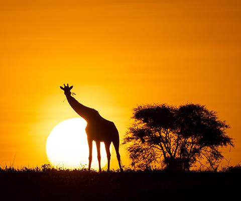 Guests staying at the new new camps will witness a variety of wildlife