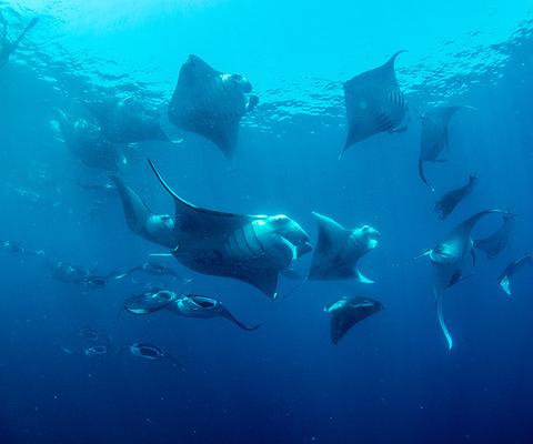 Mass_Feeding_mantas_Raa_Atoll_Maldives_2017_Simon_Hilbourne_2_METhumb.jpg