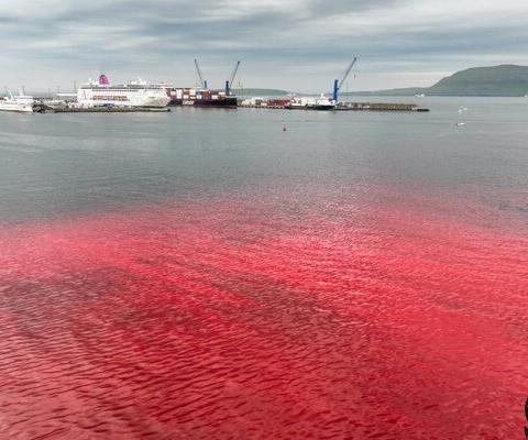 Cruise passengers bear witness to aftermath of brutal whale slaughter