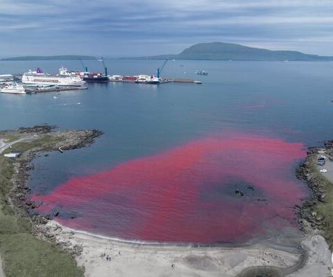 Cruise passengers bear witness to aftermath of brutal whale slaughter