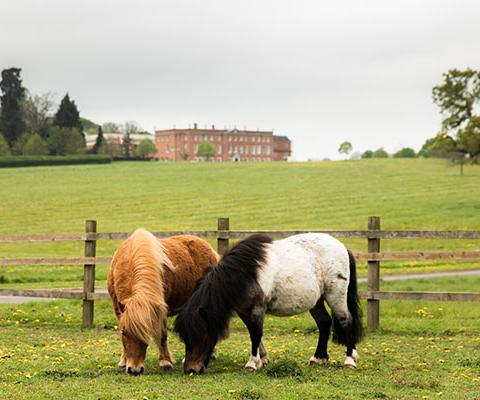  Milo and Dougal the Shetland ponies live at the onsite equestrian centre