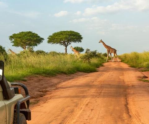 The Big Question: Should travel firms still be selling captive animal attractions?