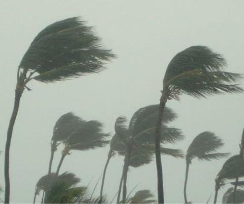 Hurricane, storm, wind, weather, palm trees, stock