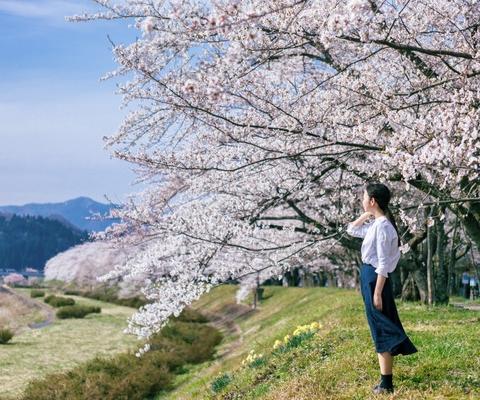 crop_The sakura (cherry blossom) at Hinokinai riverside in Kakunodate, Tohoku image credit - Akita Prefecture Tourism Board.jpg