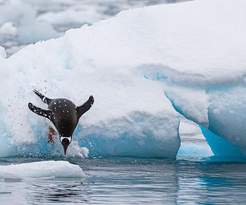 Antarctica was one of the first destinations Wildfoot sold when it launched 34 years ago 