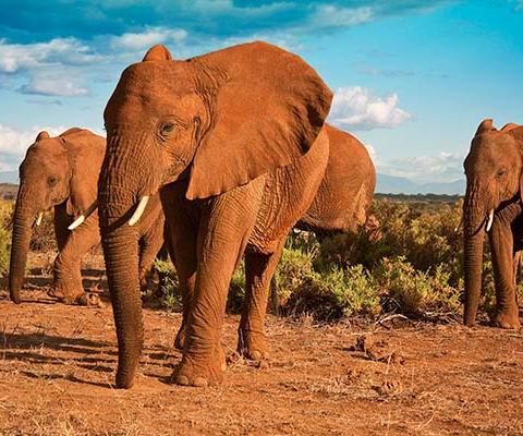 The fourth TTG Sustainable Travel Ambassadors workshop focused on animal welfare