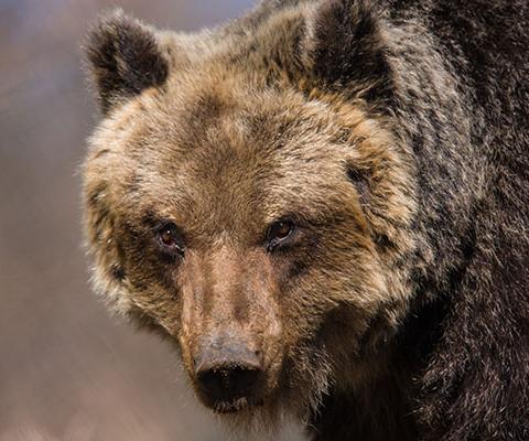 The Apennines Marsican Bear Heritage Area in Italy focuses on the critically endangered Marsican brown bear. Credit: Bruno D'Amicis