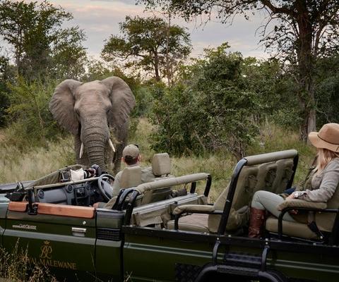 crop_rm-experience-game-drive-elephant (2).jpg