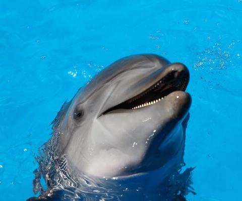 Dolphin photo: Fabrizio Frigeni on Unsplash