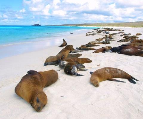 Expedition Cruise Network Latin Trails - 2_galapagos Sea Lions Latin Trails (Credit: Expedition Cruise Network / Latin Trails)