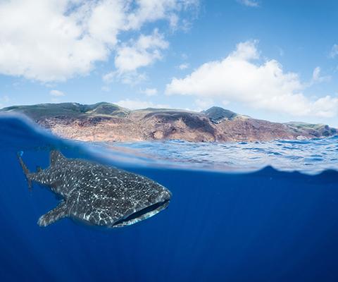 A whale shark off St Helena's coast