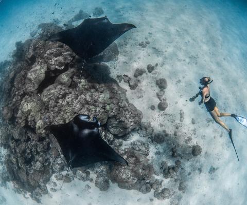 Manta_rays_Maldives_c_Simon_Hilbourne.jpg