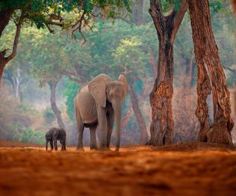 If Only expands southern Africa programme