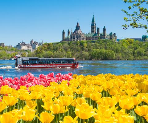 Canadian Tulip Festival