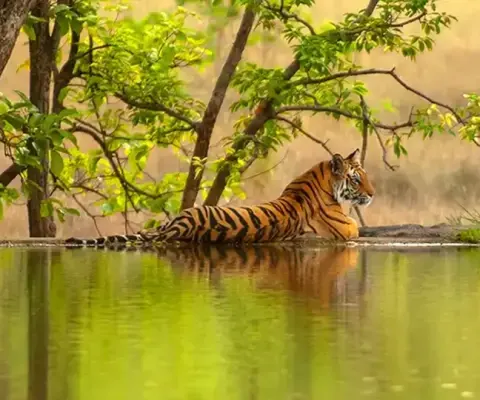 Cox & Kings-tiger travel