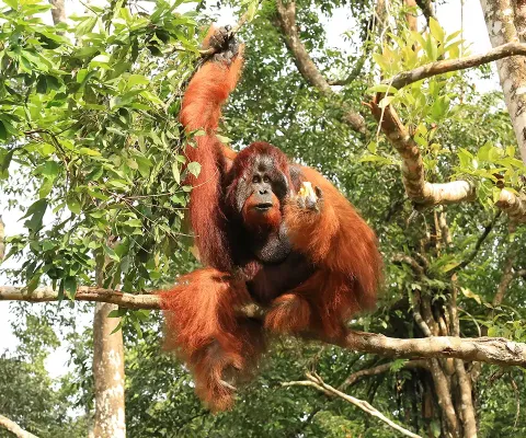 Sarawak's rainforests are home to orangutans