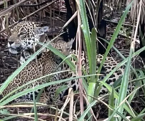 Jaguars