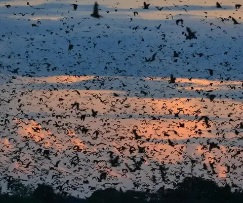Bat migration