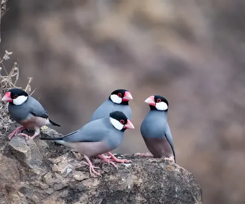 Java sparrows can be spotted across the island, including in Jamestown (Credit: Diana Jarvis)