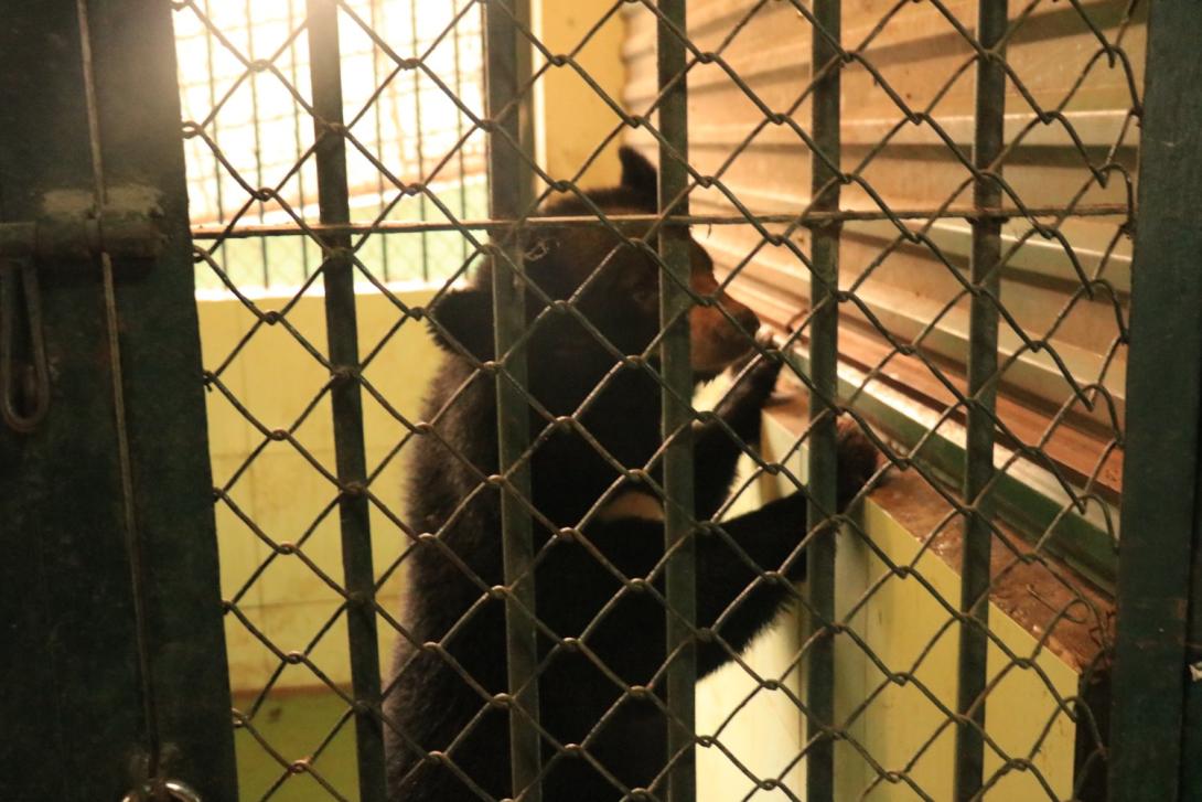 Little Mac was rescued from a circus in Vietnam