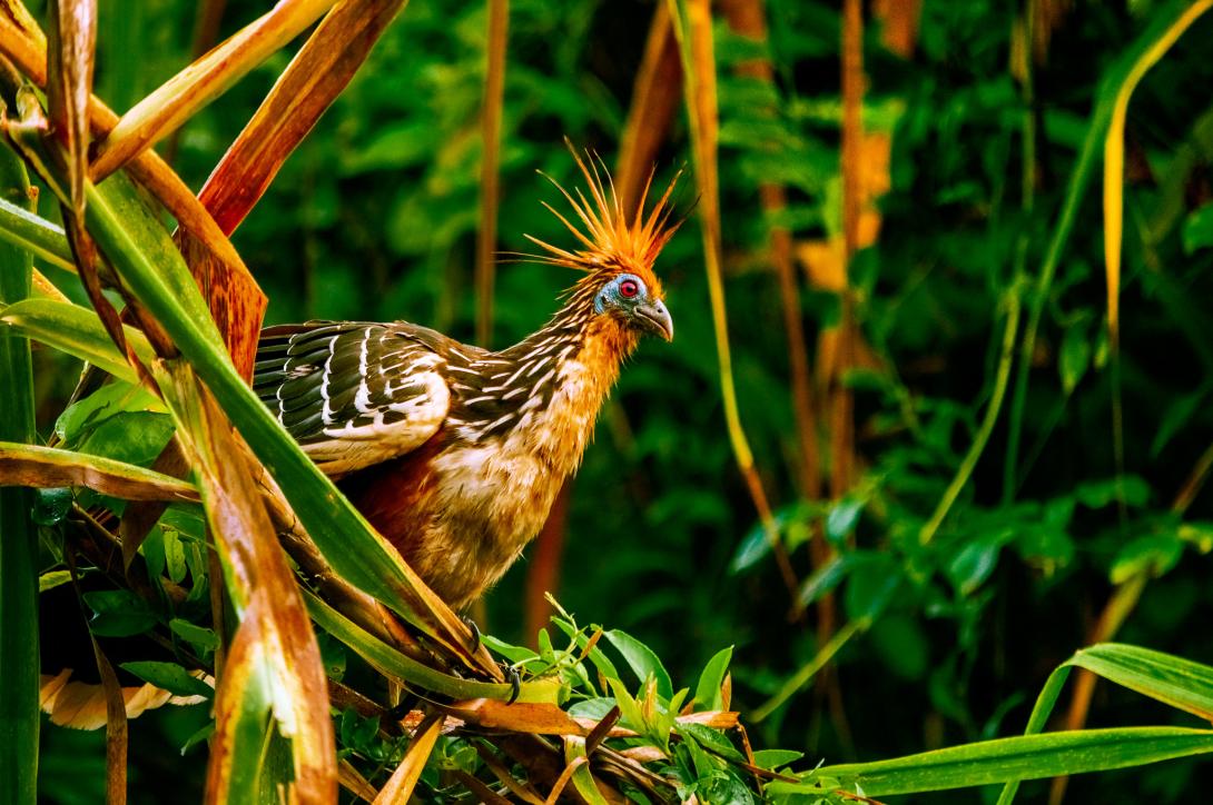 A Colombian bird