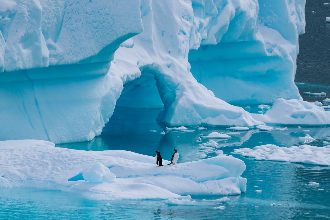 Penguin in icy surrounds
