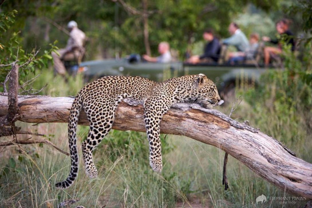 MoAfrika Tours A leopard resting on a fallen tree