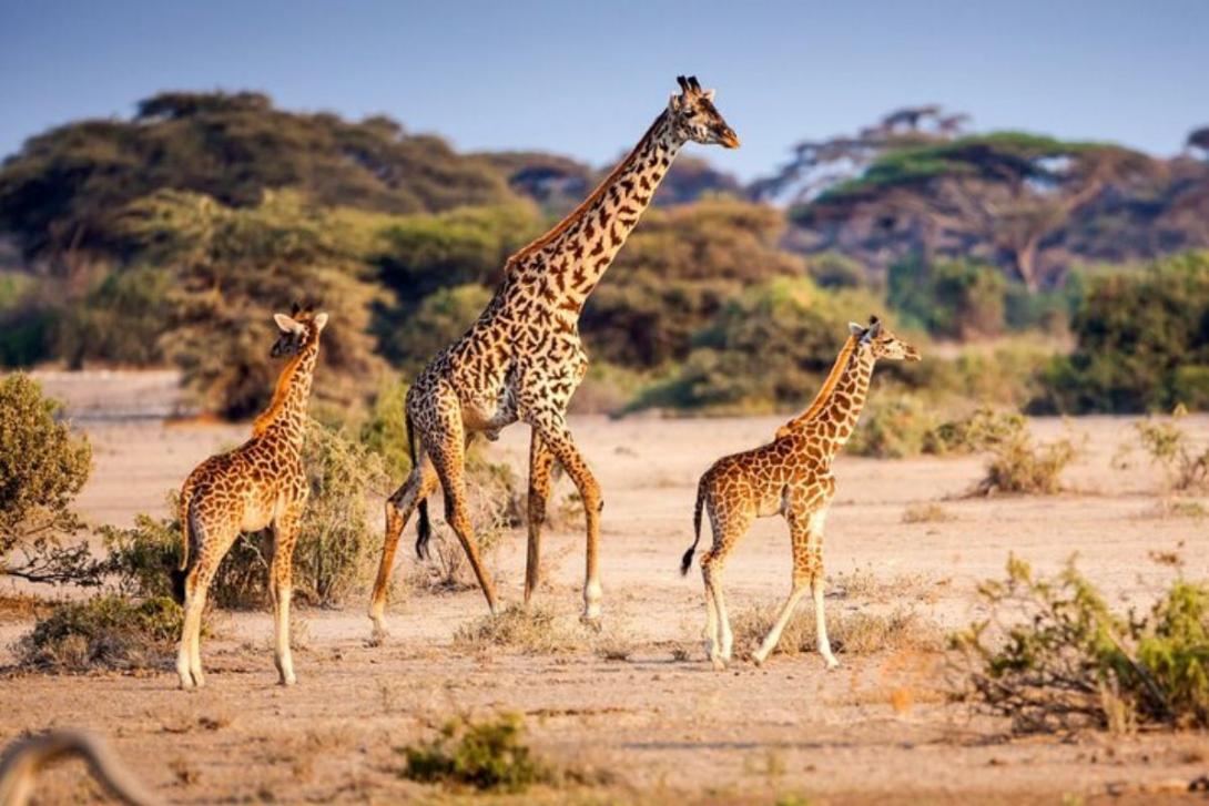 MoAfrika Tours A giraffe and two baby giraffes wandering through dry South African plains in Kruger National Park