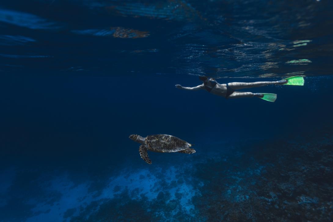 Woman snorkelling above large turtle