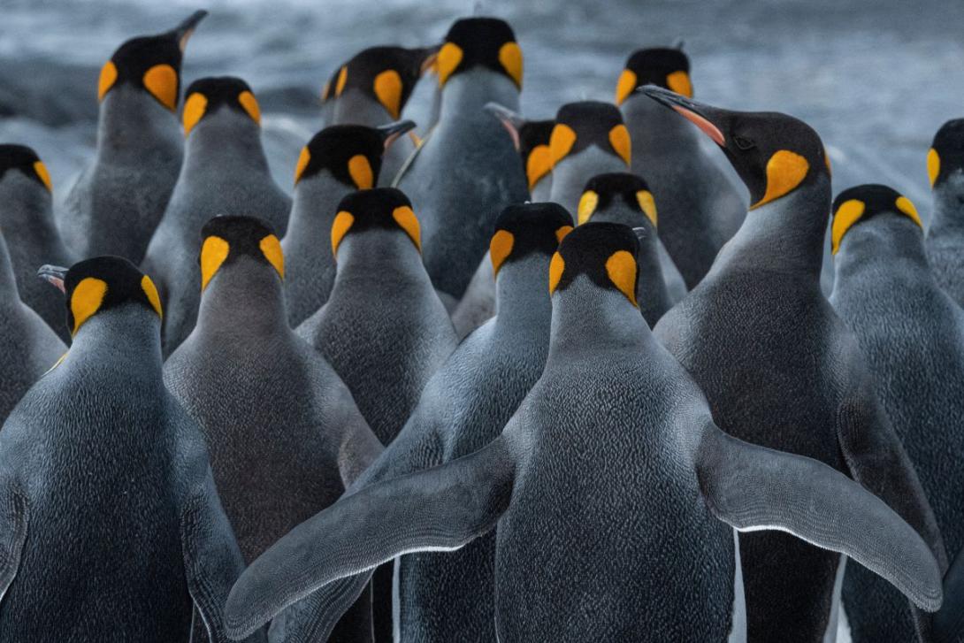 HX Expeditions Group of king penguins