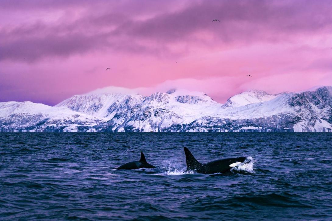 Hurtigruten A whale breaching water in ice-covered landscape with pink sky above
