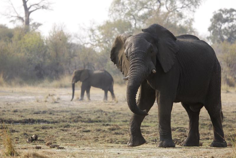 African elephant
