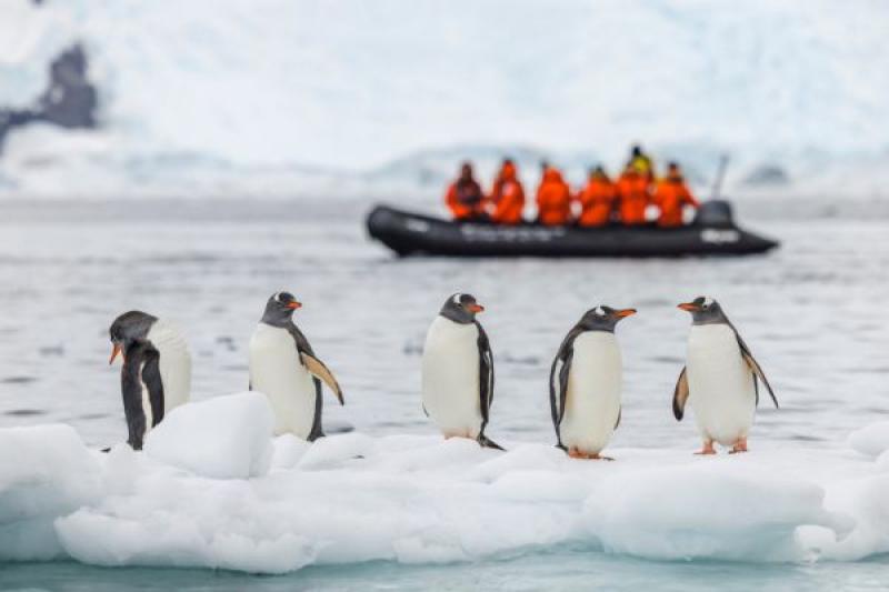 Gentoo penguins on an ice floe with tourists on a Zodiac cruise