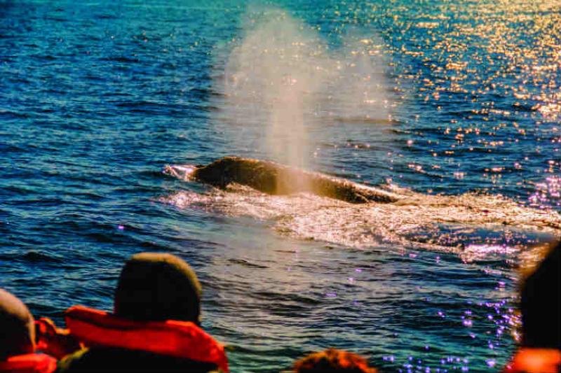 Whale-watching and West Cork wildlife