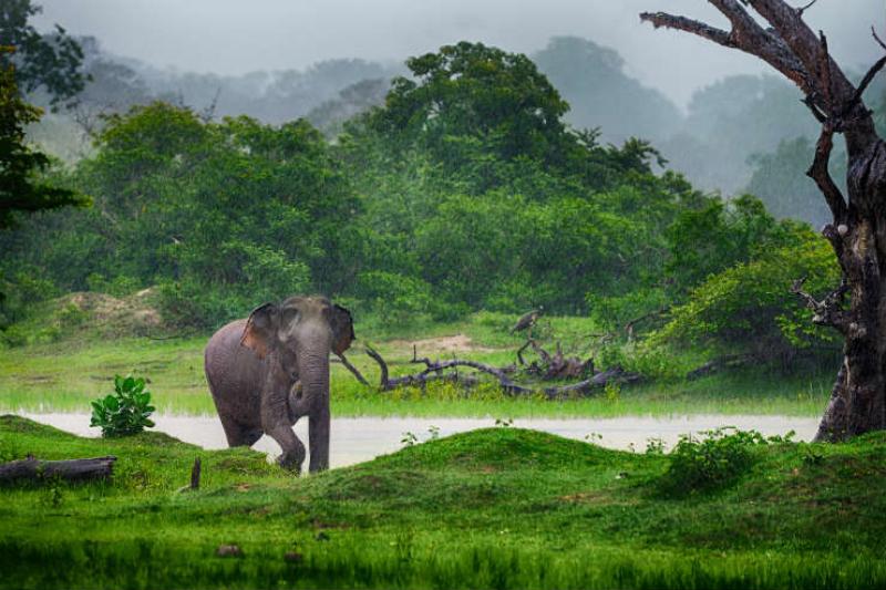 Elephants