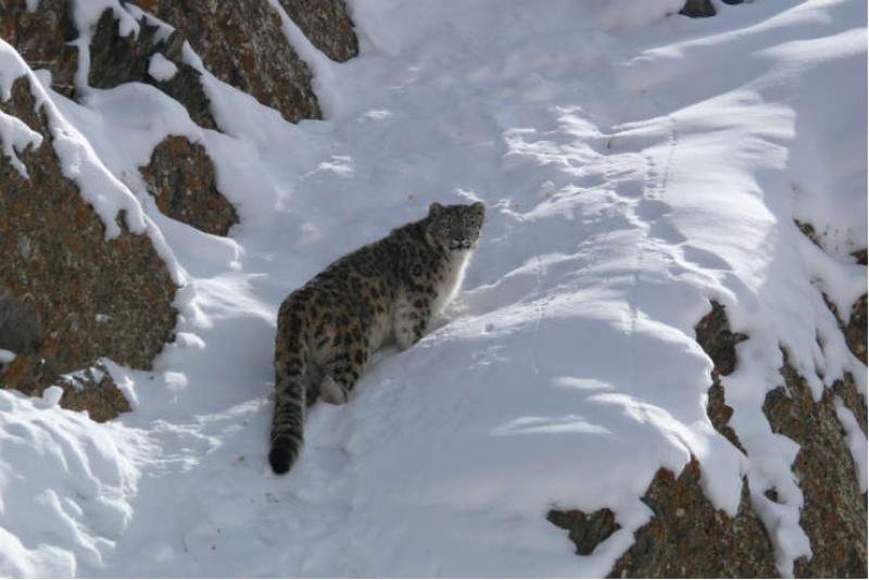 Snow leopards