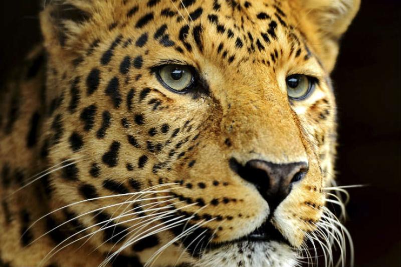 Leopards
