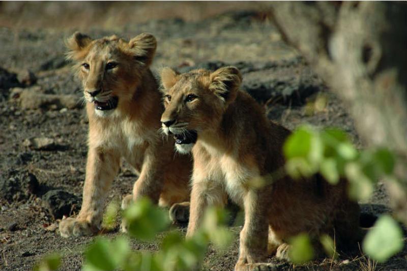 Asiatic lion