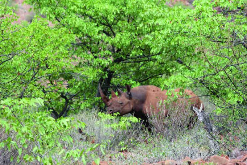 Amazing wildlife